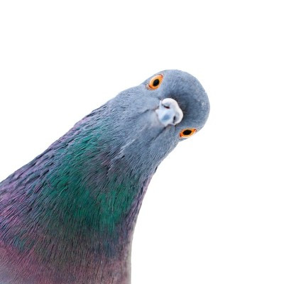 Mission Impigeonable