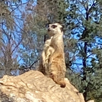 The Relaxed Meerkats