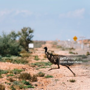 Edwards Emu's