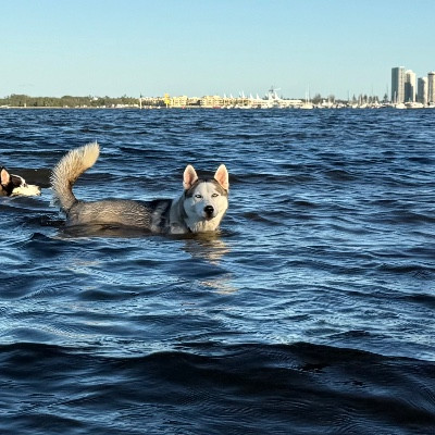 Woof Pack